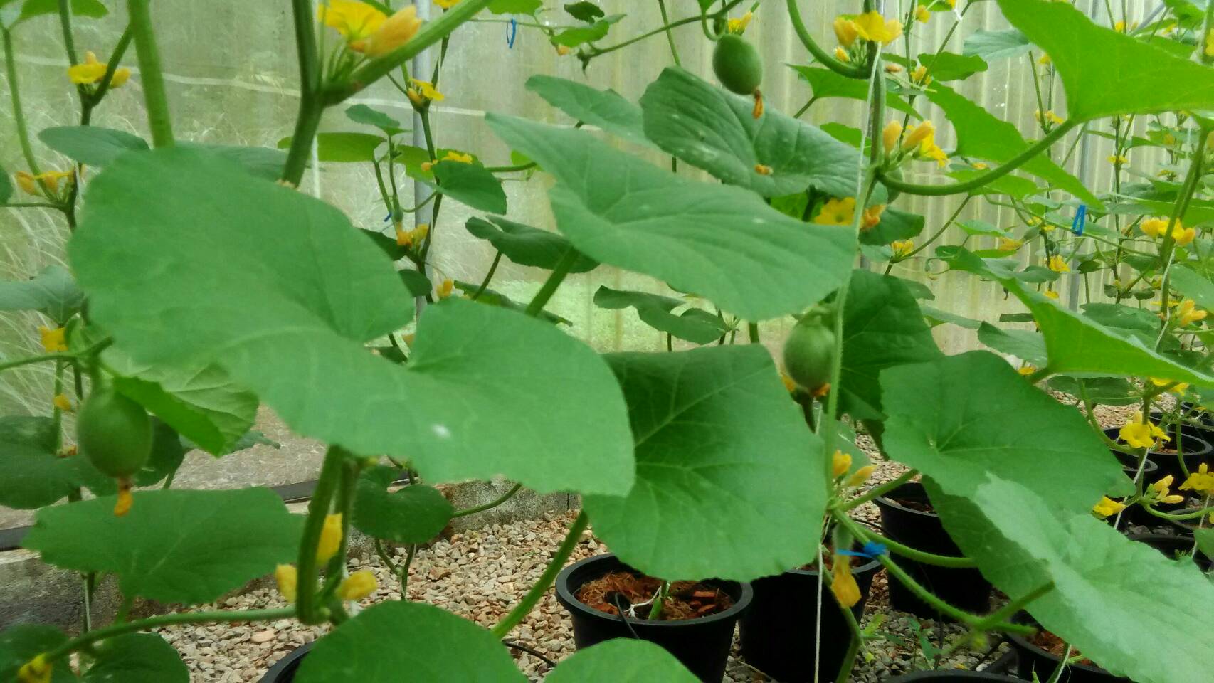 Dosatron greenhouse melon